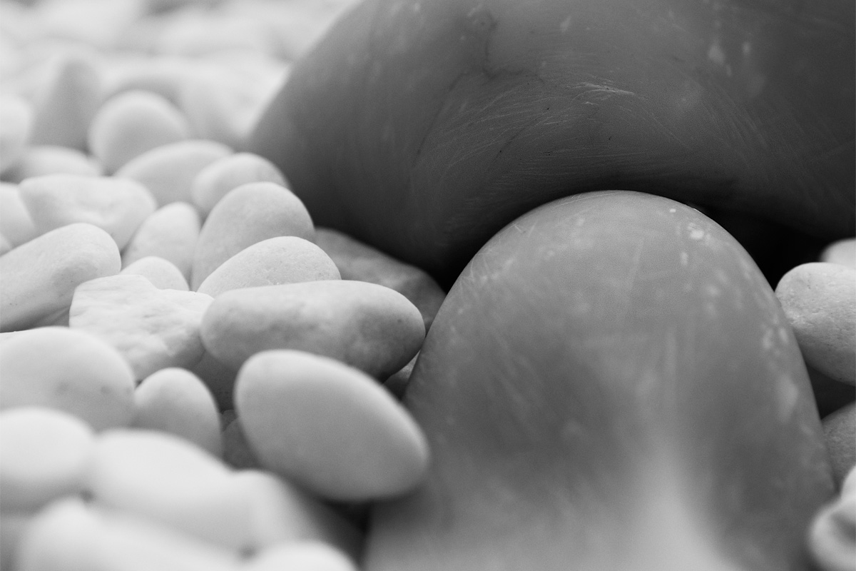 Art project The Clamosaur img2a