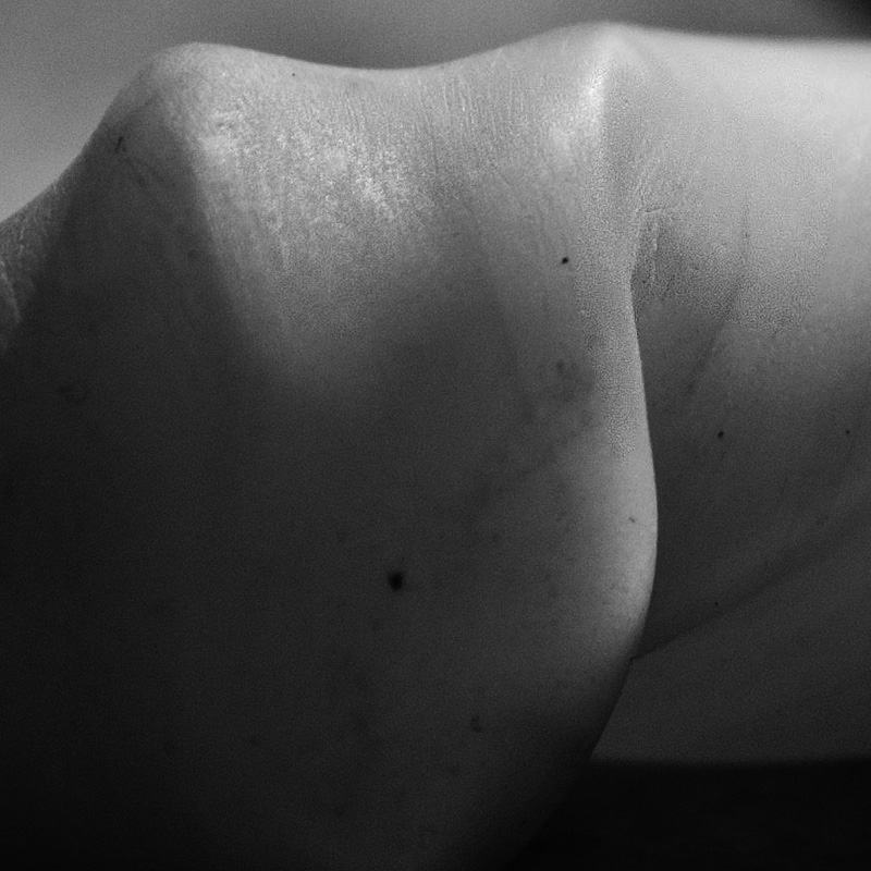 Art project The Wormorapsis img3