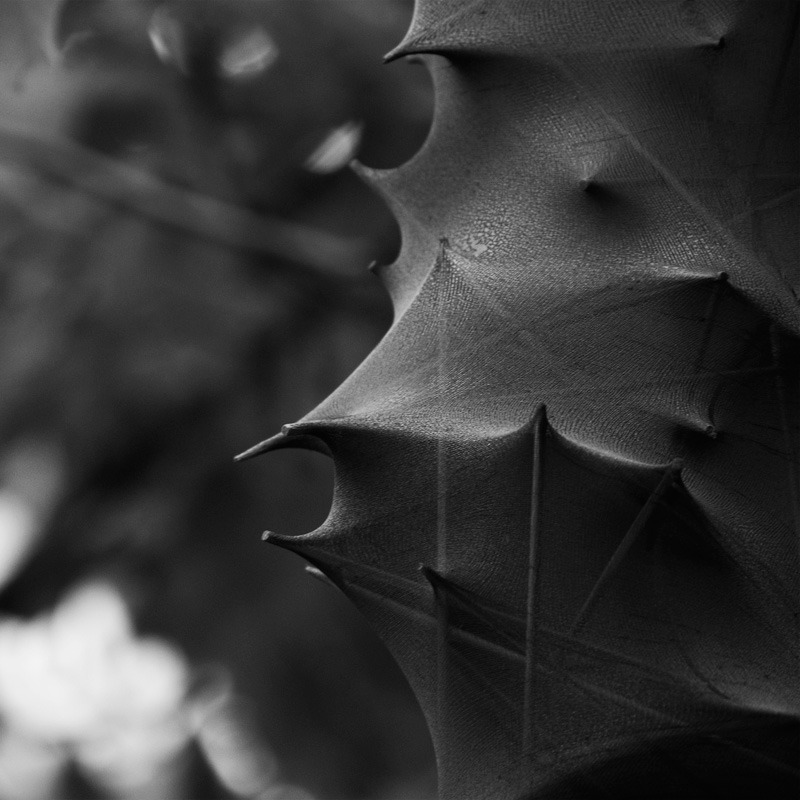 Art project The lycrodon img2