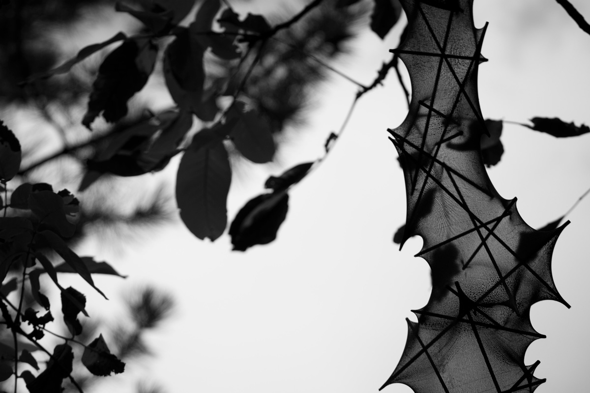 Art project The lycrodon img3